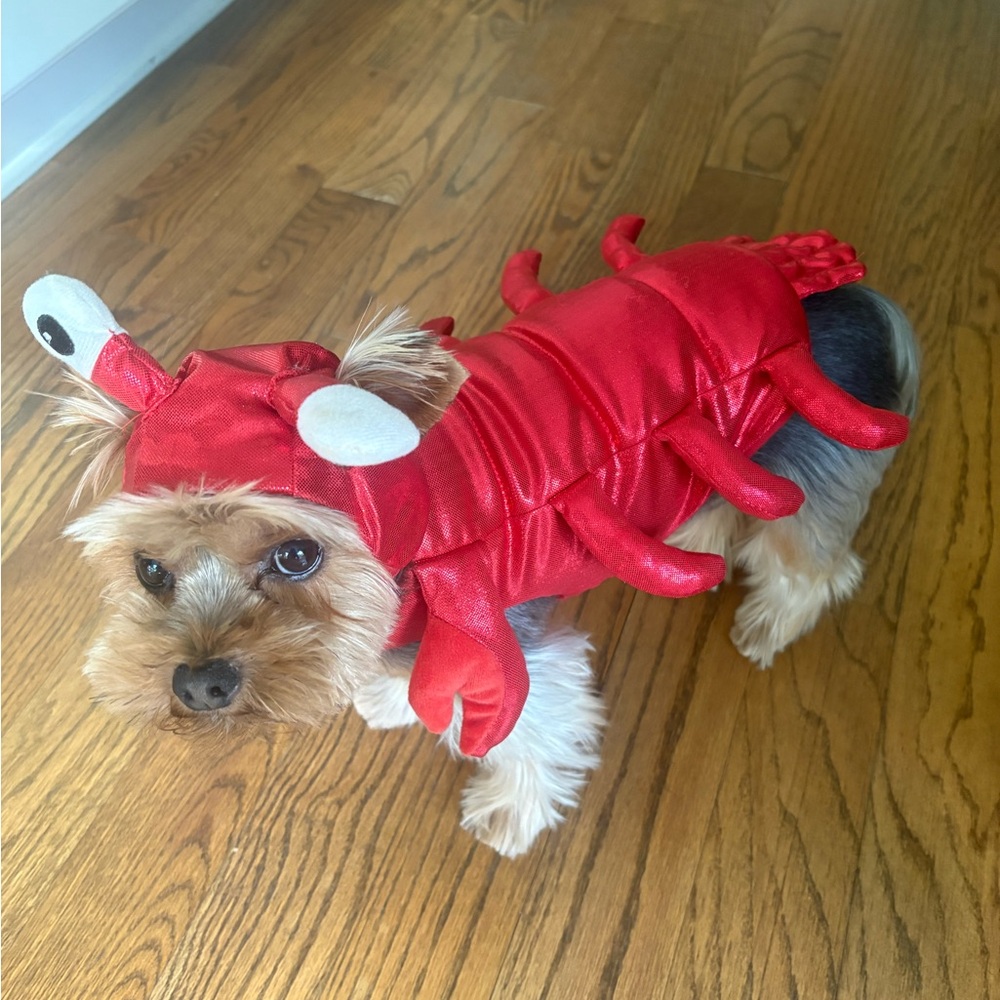 Lobster Pet Costume XS
